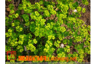 è�۲ݵĹ�Ч������