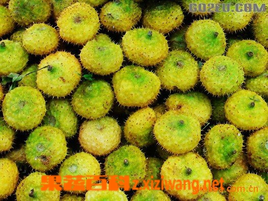 ���߰ٿƴ���Ĺ�Ч������