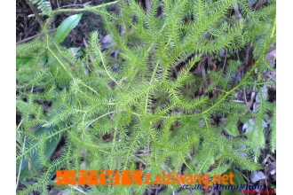 ������ʲô ���ݵĹ�Ч������