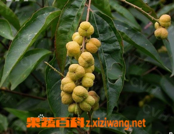 ���߰ٿưͶ��������빦Ч