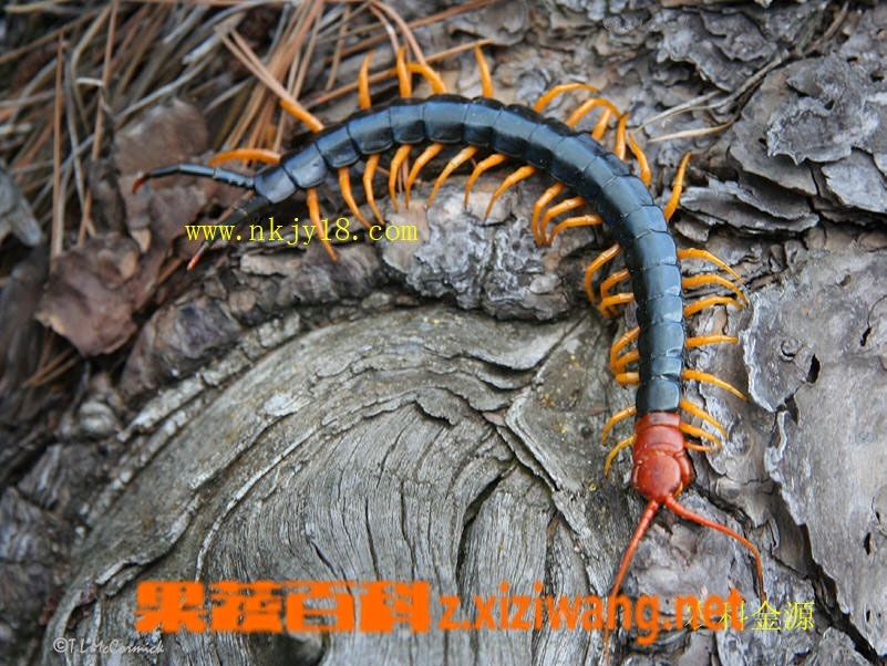 ���߰ٿ����Ĺ�Ч������