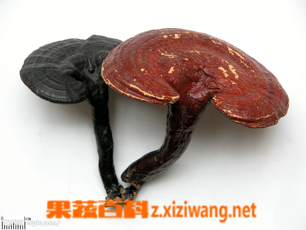 ���߰ٿ���֥�ĸ�����