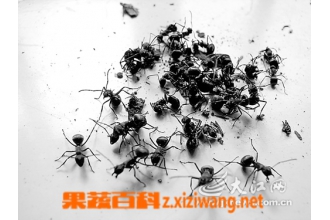 �����ϵĹ�Ч������