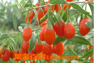 ��轵Ĺ��� ��Ч������