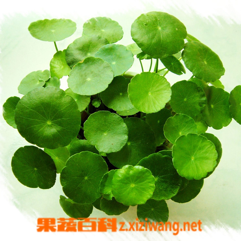 ���߰ٿƽ�Ǯ����ʲô��Ч
