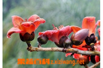 ľ�޻��Ĺ�Ч