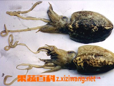 ���߰ٿ������ǵĹ�Ч������