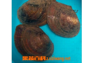 ����ĸ�Ĺ�Ч������ ����ĸ�ĸ�����