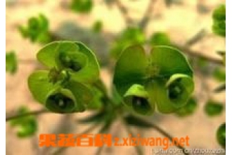 ��ҩè�۲ݹ�Ч������ è�۲����ηΰ���