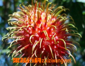 ���߰ٿƺ�ë��ͼƬ ��ë���Ĺ�Ч������ ��ë����Ӫ����ֵ