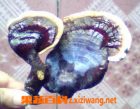 ���߰ٿ���֥