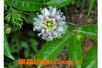 �޺������Ĺ�Ч������