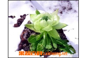 ��ɽѩ���Ĺ�Ч������ ����ɽѩ���ĺô�