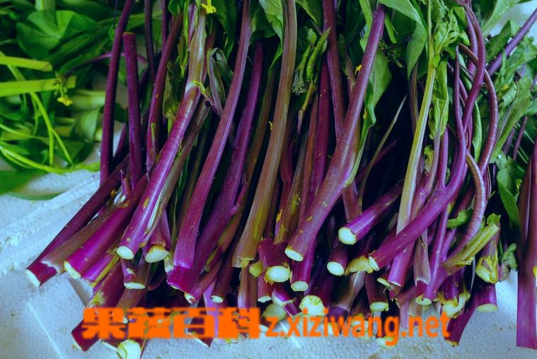 果蔬百科 红菜苔的做法步骤 红菜苔怎么做好吃
