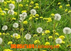 ���߰ٿ��ѹ�Ӣ�Ĺ�Ч�����ü�ʳ�÷���