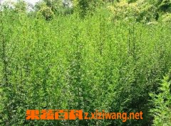 ���߰ٿ�����Ĺ�Ч������  