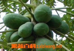 ľ�Ϸ۵������빦Ч