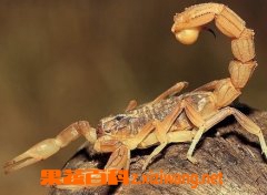 ȫЫ�Ĺ�Ч������ ʳ��ȫЫʱ��ע������