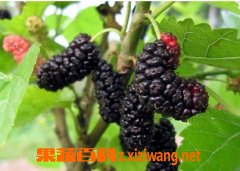 ɣ��ӵĹ�Ч������