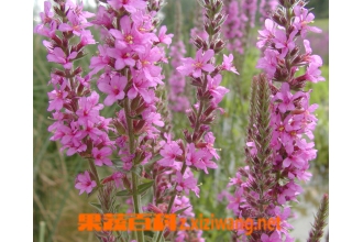 ���޲ݵĹ�Ч����������Щ��