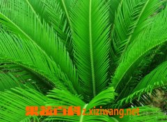 ����Ҷ��Ӫ����ֵ�͸�����