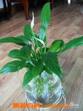 ���߰ٿ� һ����˳����ֳ����