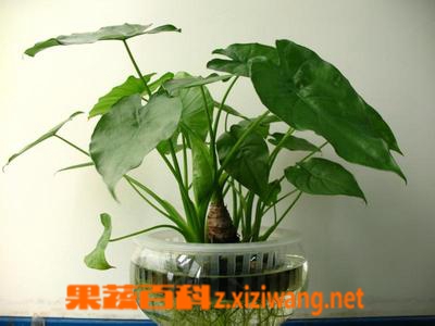 ���߰ٿƵ�ˮ��������ֳ����