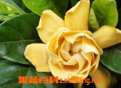 ���߰ٿƲ軨