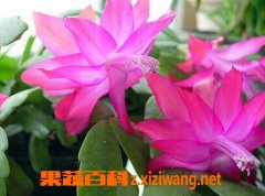 зצ������ֳ������ע������