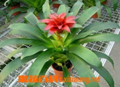 ���˵�ͷ����ֳ������ע������