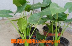 ���߰ٿƵ�ˮ����