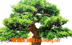 �޺��ɵ���ֳ����