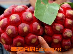 ������ζ����ô�� �����ȵ������빦Ч