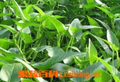 ���߰ٿ�޳��