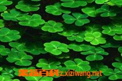 �𻨲˵Ĺ�Ч��Ӫ����ֵ
