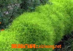 �и����Գ�ɨ����� ɨ��˵Ĺ�Ч