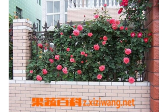 �ٱ��¼���ֳ����