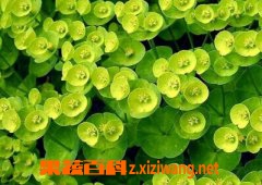 è�۲ݵĹ�Ч������