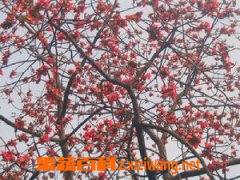 ľ�޻��Ĺ�Ч������