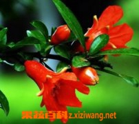 ʯ�񻨵Ĺ�Ч������