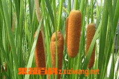 ���ѻƵĹ�Ч�����ü�ʳ�÷���