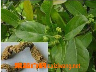 ���߰ٿư����