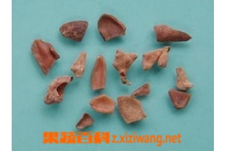 �屶��ͼƬ �屶�ӵĹ�Ч������