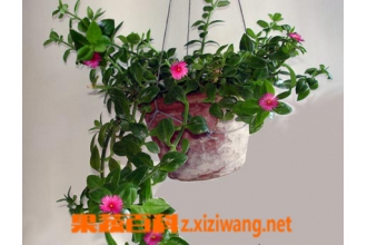 ĵ����������ֳ����