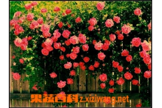 Ǿޱ����ͼƬ����ֳ����