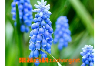 ʲô�����ѷ����� ���ѷ����ӵ���ֳ��ʽ