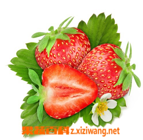 ���߰ٿƲ�ݮ