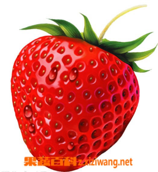 ���߰ٿƲ�ݮ