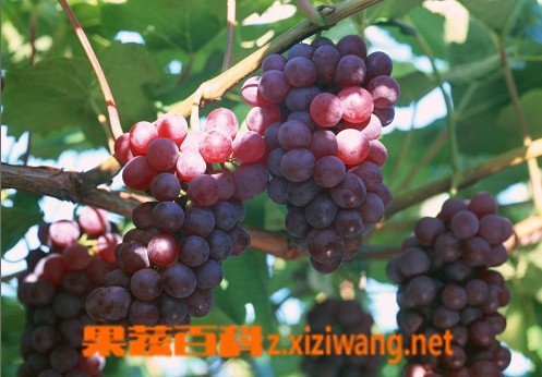 ���߰ٿ�����,���Ѿ�