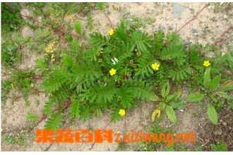 ާ��ί��˵Ĺ�Ч������